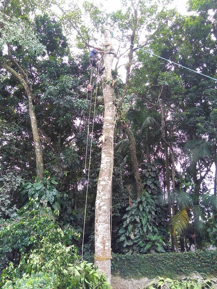 Poda de árvore — foto poda-arvore-02