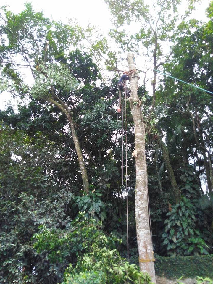 Poda de árvore — foto poda-arvore-03